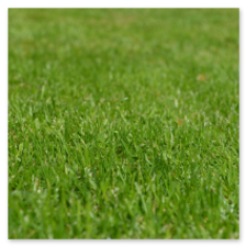 Hundegarten mit robustem Kunstrasen